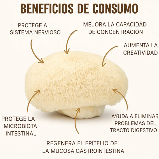 MELENA DE LEON FORTIFICADA